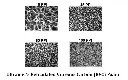 all_Sizes-2-1.webp